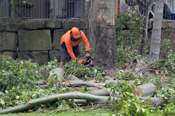 Best Tree Removal Near Me  in St Martins, MO